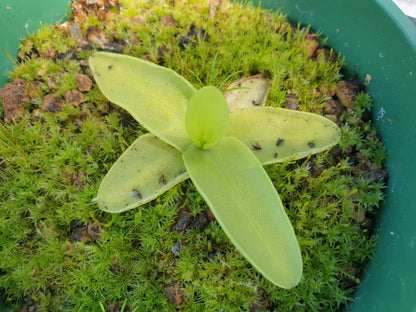 Pinguicula grandiflora - Temperate Large-Flowered Butterwort