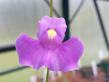 Utricularia longifolia - Tropical Long-Leafed Bladderwort