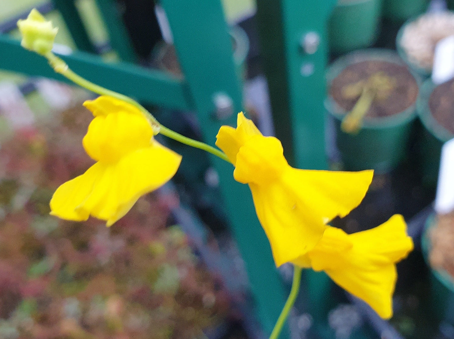 Utricularia praelonga - Terrestrial Bladderwort