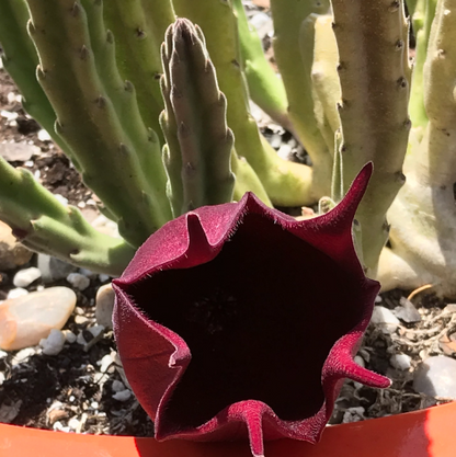 Stapelia Leendertziae | Black Bells