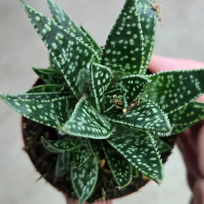 Aloe Flow