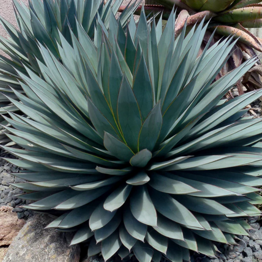 Agave Blue Ember