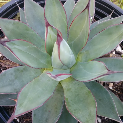 Agave Blue Ember