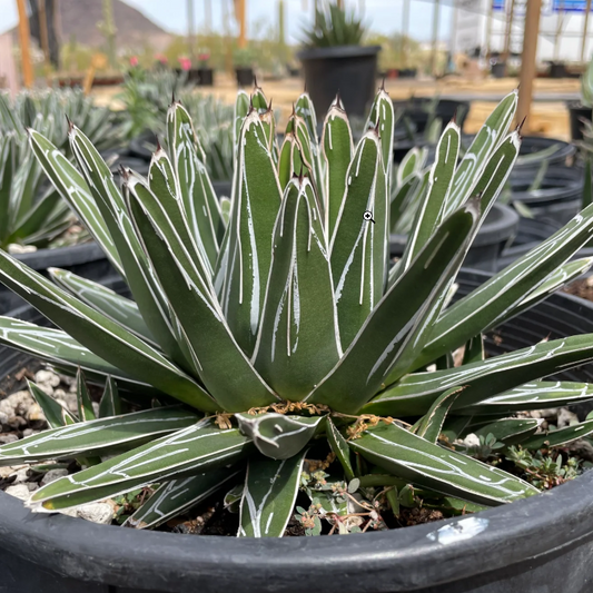 Agave Victoriae Reginae | Queen Victoria Century Plant