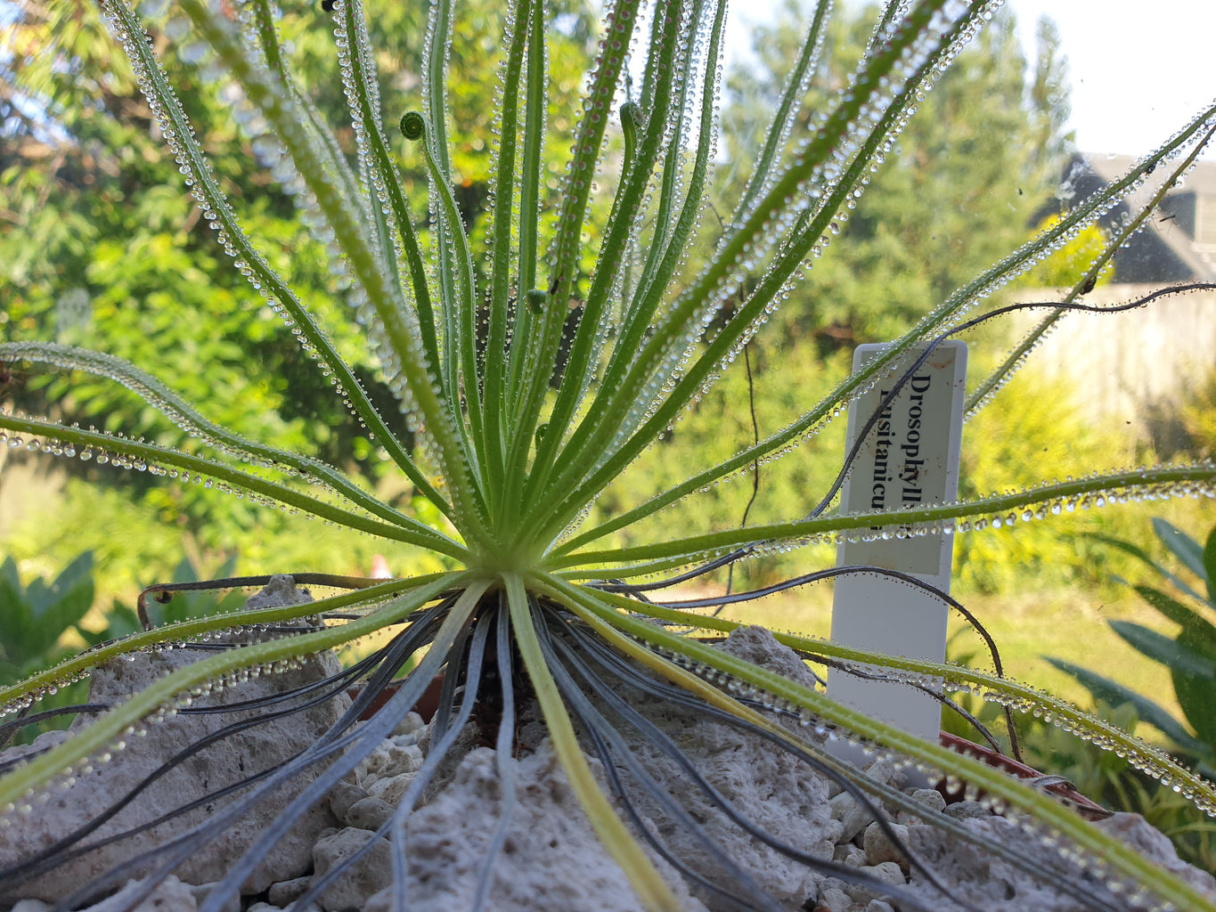 Drosophyllum lusitanicum - Dewy Pine