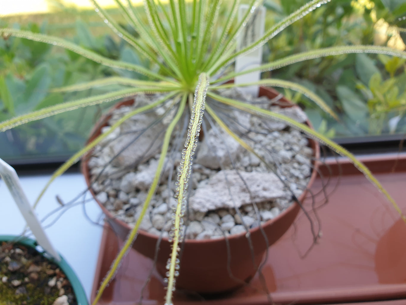 Drosophyllum lusitanicum - Dewy Pine