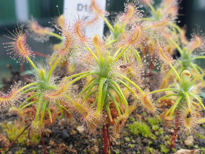 Drosera scorpioides - Pygmy - The Shaggy Sundew