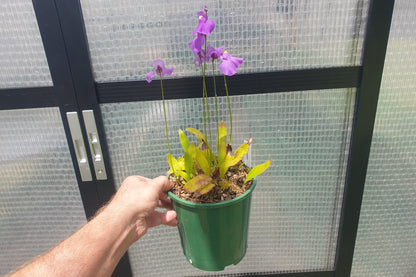 Utricularia longifolia - Tropical Long-Leafed Bladderwort