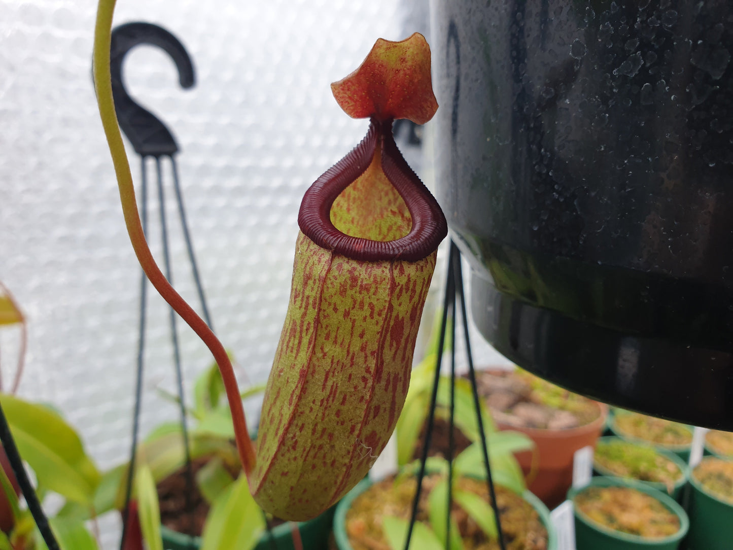 Nepenthes 'Mimi's Kiss' - Highland Tropical Pitcher Plant