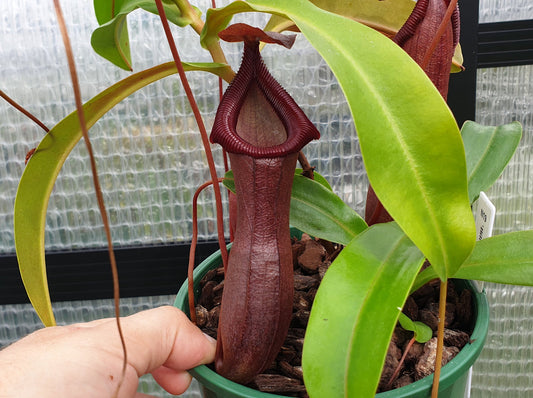 Nepenthes 'Bill Bailey' - Highland Tropical Pitcher Plant