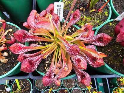 Sarracenia psittacina var. okefenokeensis (Covington County, Alabama, USA) - Parrot Pitcher Plant