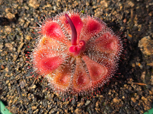 Drosera burmanii (Humpty Doo, AU)