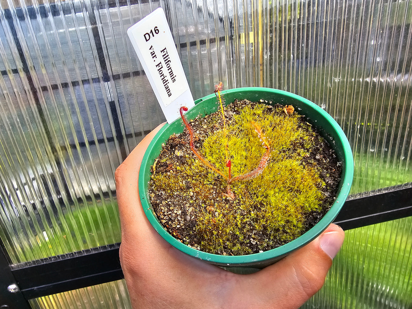 Drosera filiformis var. floridiana - Sundew