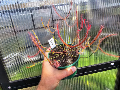 Drosera binata - Forked Sundew