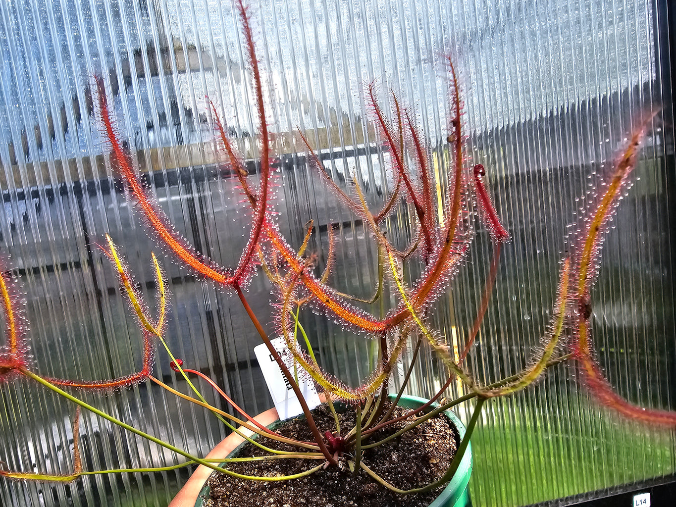 Drosera binata - Forked Sundew