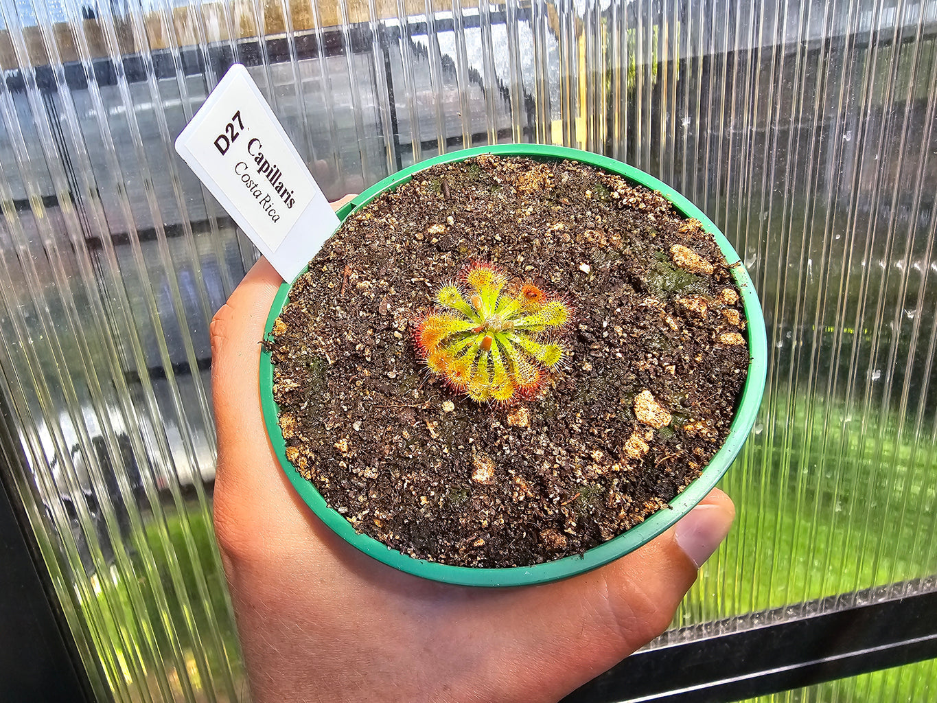 Drosera capillaris (Costa Rica)