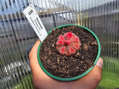 Drosera burmanii (Humpty Doo, AU)