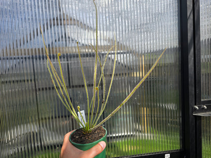 Drosera filiformis var. filiformis - Thread-Leaf Sundew