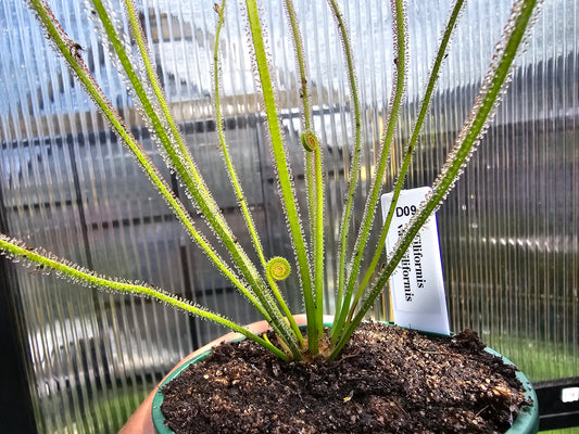 Drosera filiformis var. filiformis - Thread-Leaf Sundew