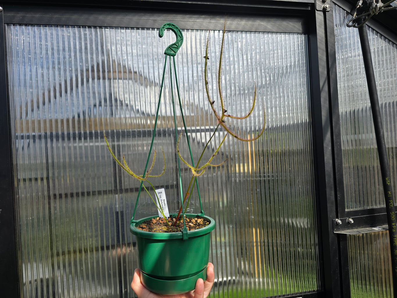 Drosera binata var. dichotoma "Giant Form" - Giant Forked Sundew