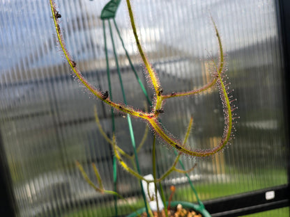 Drosera binata var. dichotoma "Giant Form" - Giant Forked Sundew