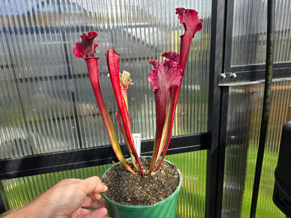 Sarracenia 'Judith Hindle' - American Pitcher Plant