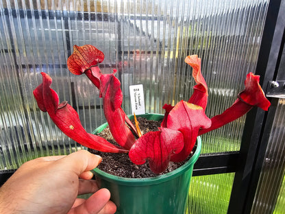 Sarracenia 'Chelsonii' - Maroon Form - American Pitcher Plant