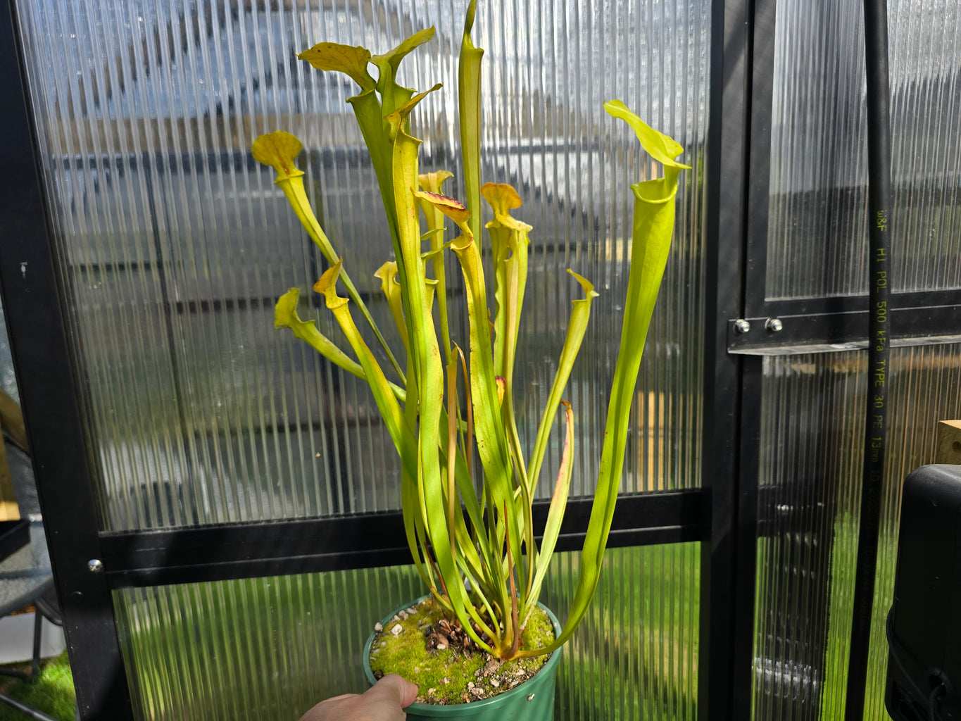 Sarracenia  Growers Pick - American Pitcher Plant