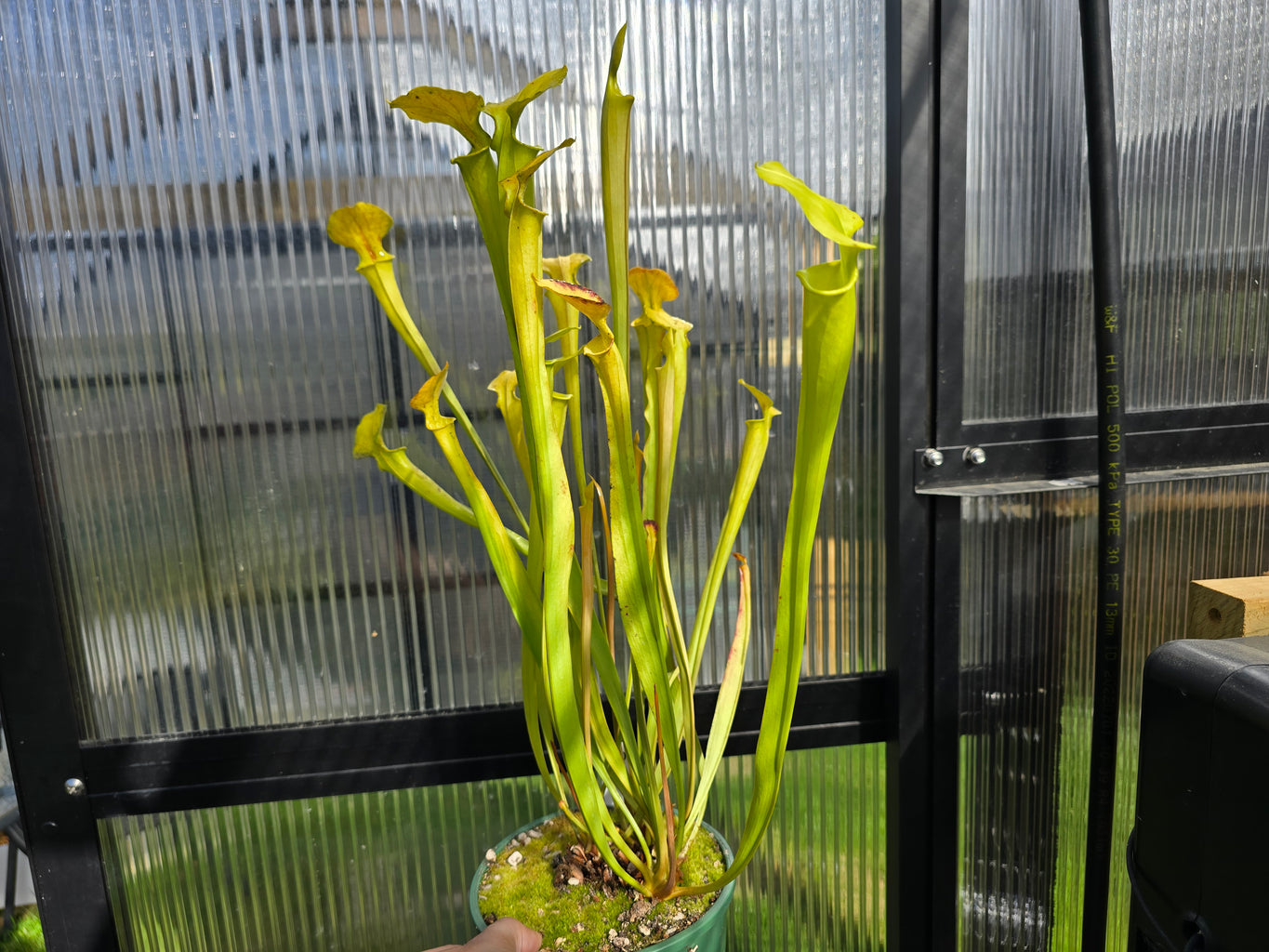 Sarracenia  Growers Pick - American Pitcher Plant