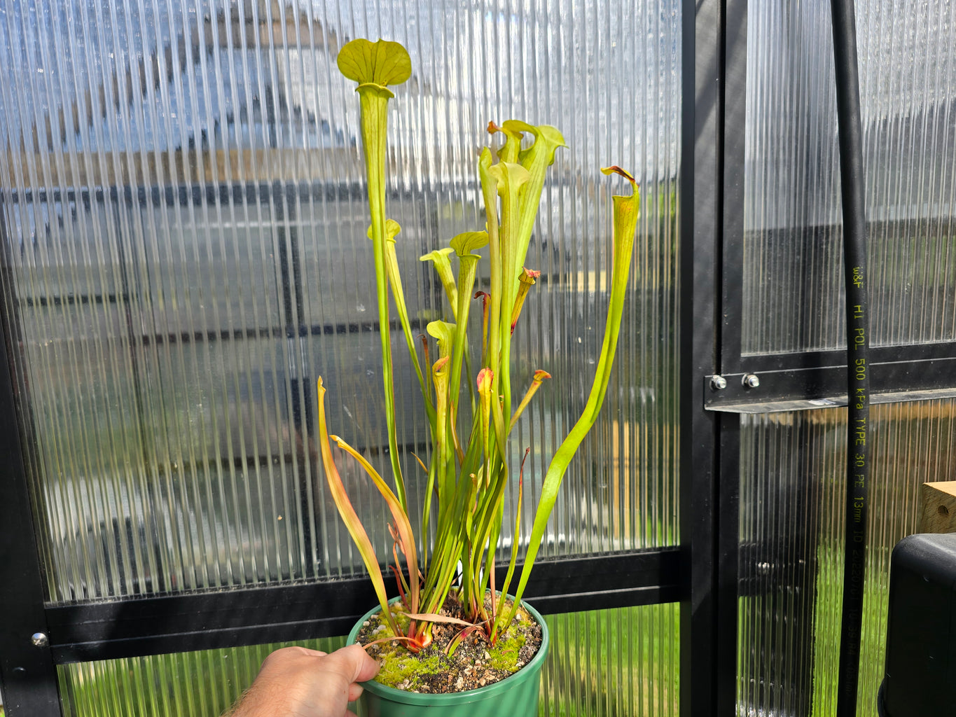 Sarracenia  Growers Pick - American Pitcher Plant