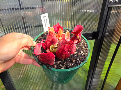 Sarracenia purpurea ssp. venosa