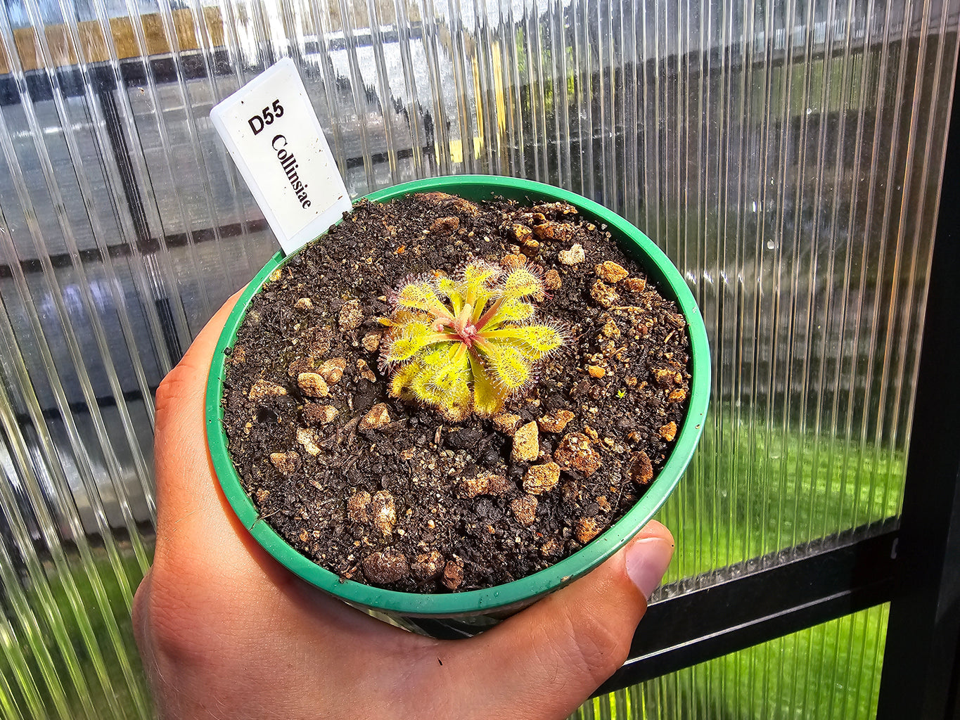 Drosera collinsiae - Collin's Sundew