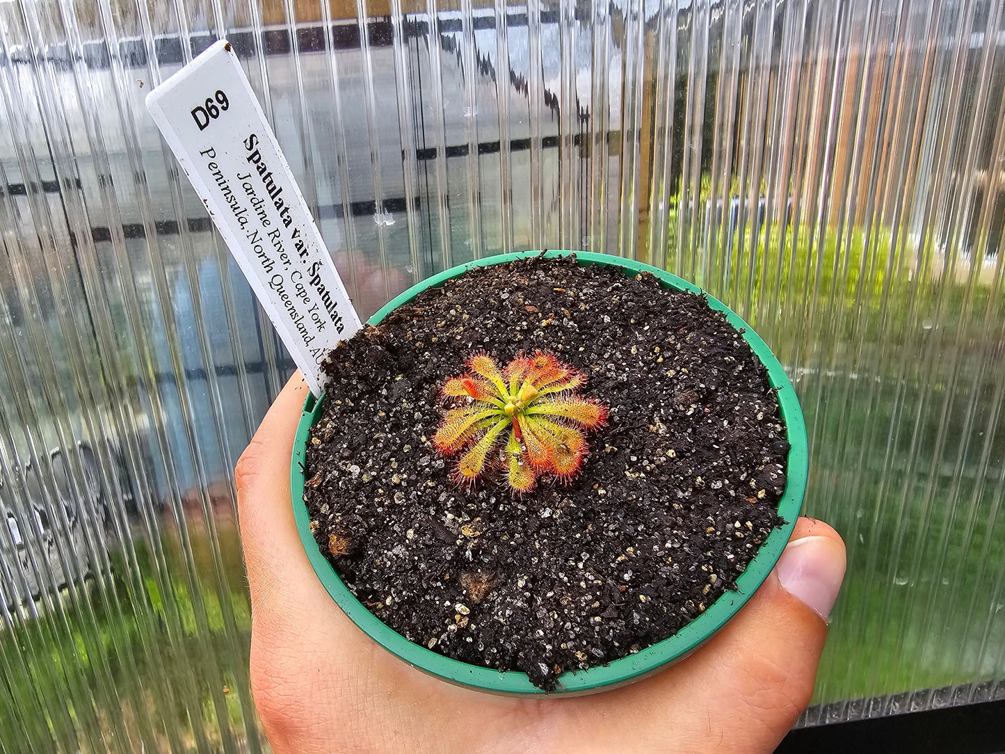 Drosera spatulata var. spatulata (Jardine River, Cape York Peninsula, North Queensland, Australia) -  Spatula Sundew