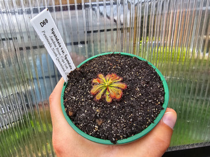 Drosera spatulata var. spatulata (Jardine River, Cape York Peninsula, North Queensland, Australia) -  Spatula Sundew