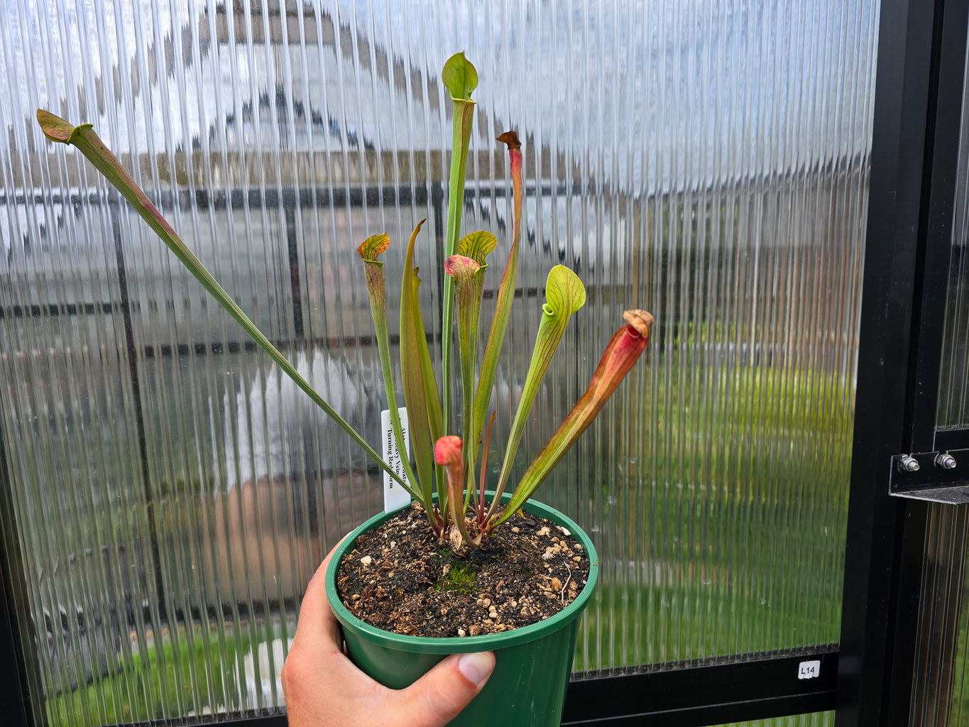 Sarracenia alata var. ornata 'Heavy Veins Turning Red Form' - American Pitcher Plant