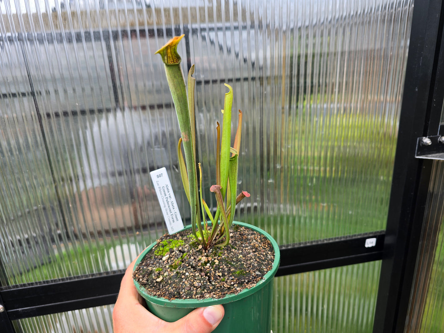 Sarracenia (American Pitcher Plants) Pack - Option 2