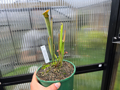 Gift Pack - Sarracenia (American Pitcher Plants) - Option 2