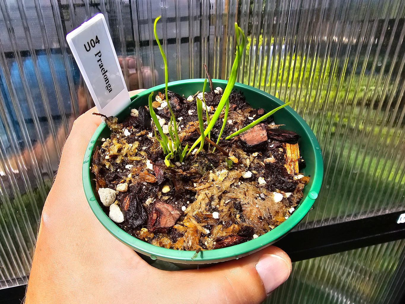 Utricularia praelonga - Terrestrial Bladderwort