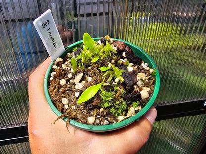 Utricularia longifolia - Tropical Long-Leafed Bladderwort