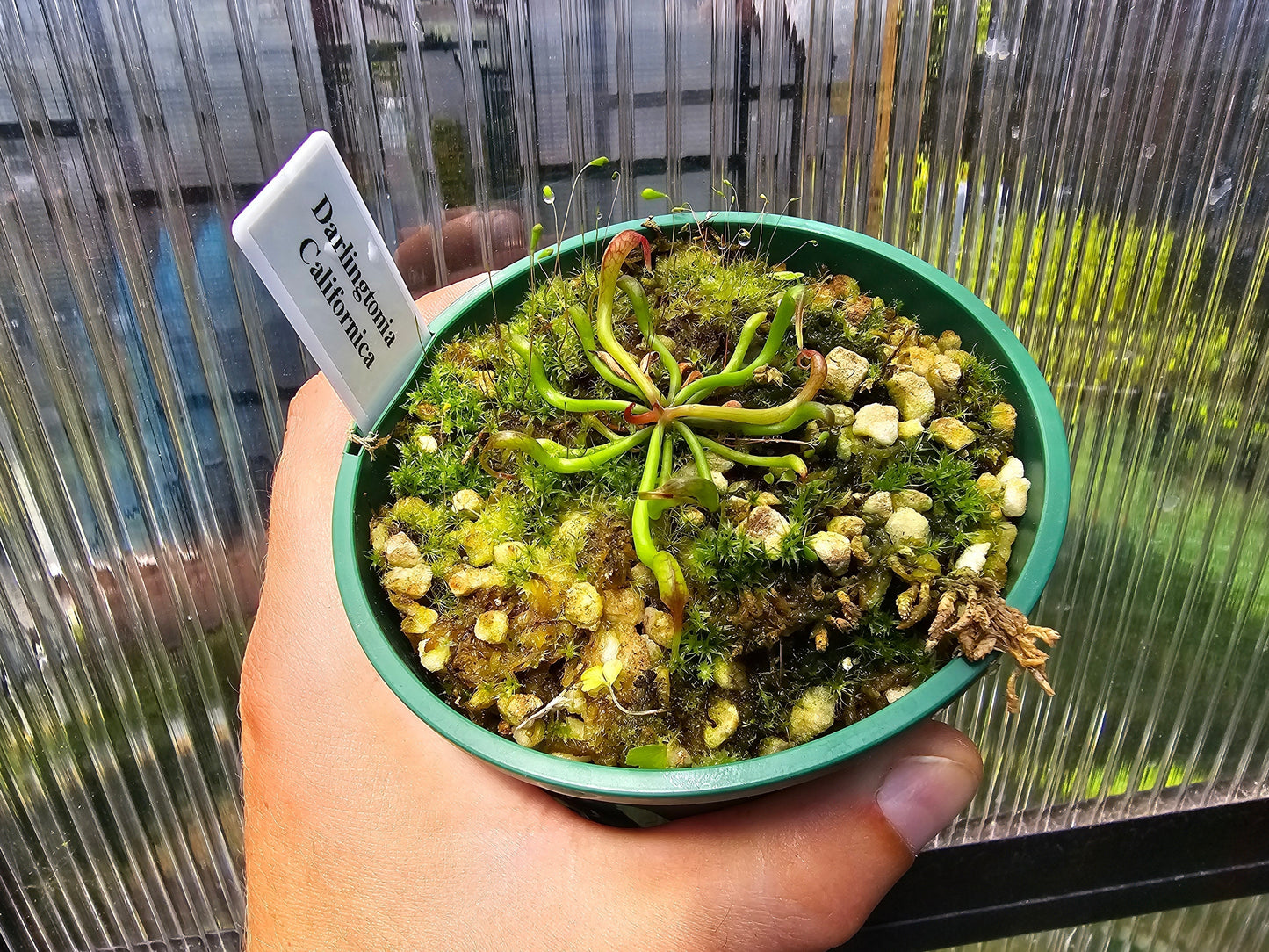 Darlingtonia californica - Cobra Lilies