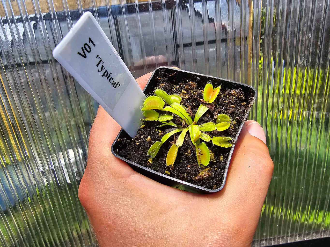 Dionaea muscipula 'Typical'