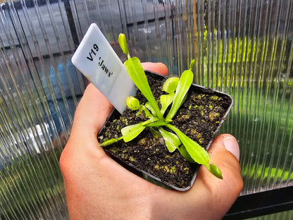 Dionaea muscipula 'Jaws'