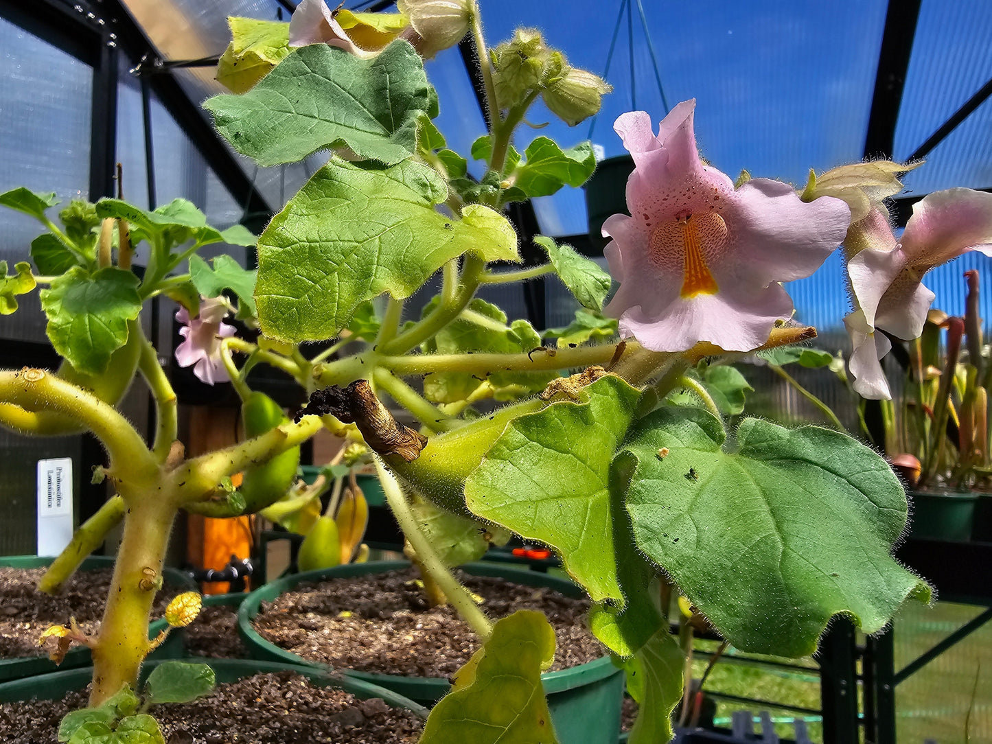 Proboscidea Louisianica - Devil's Claw