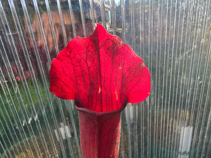 Sarracenia 'Chelsonii' - Maroon Form - American Pitcher Plant