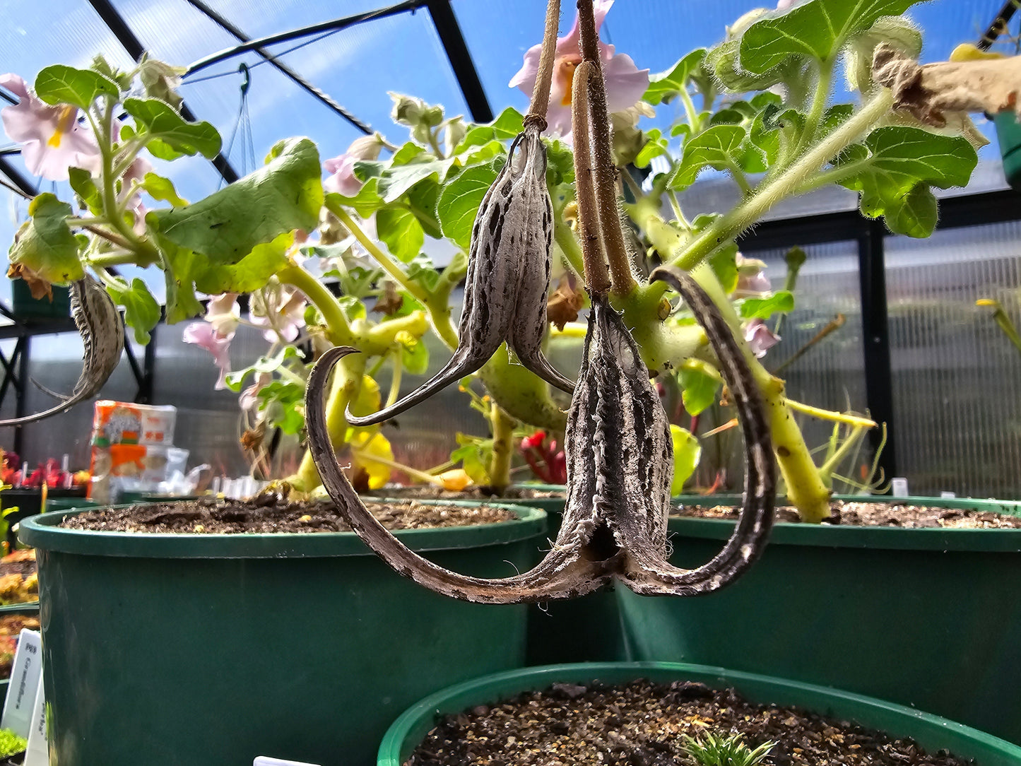 Proboscidea Louisianica - Devil's Claw