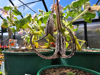 Proboscidea Louisianica - Devil's Claw