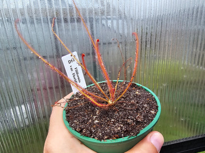 Drosera filiformis var. floridiana - Sundew