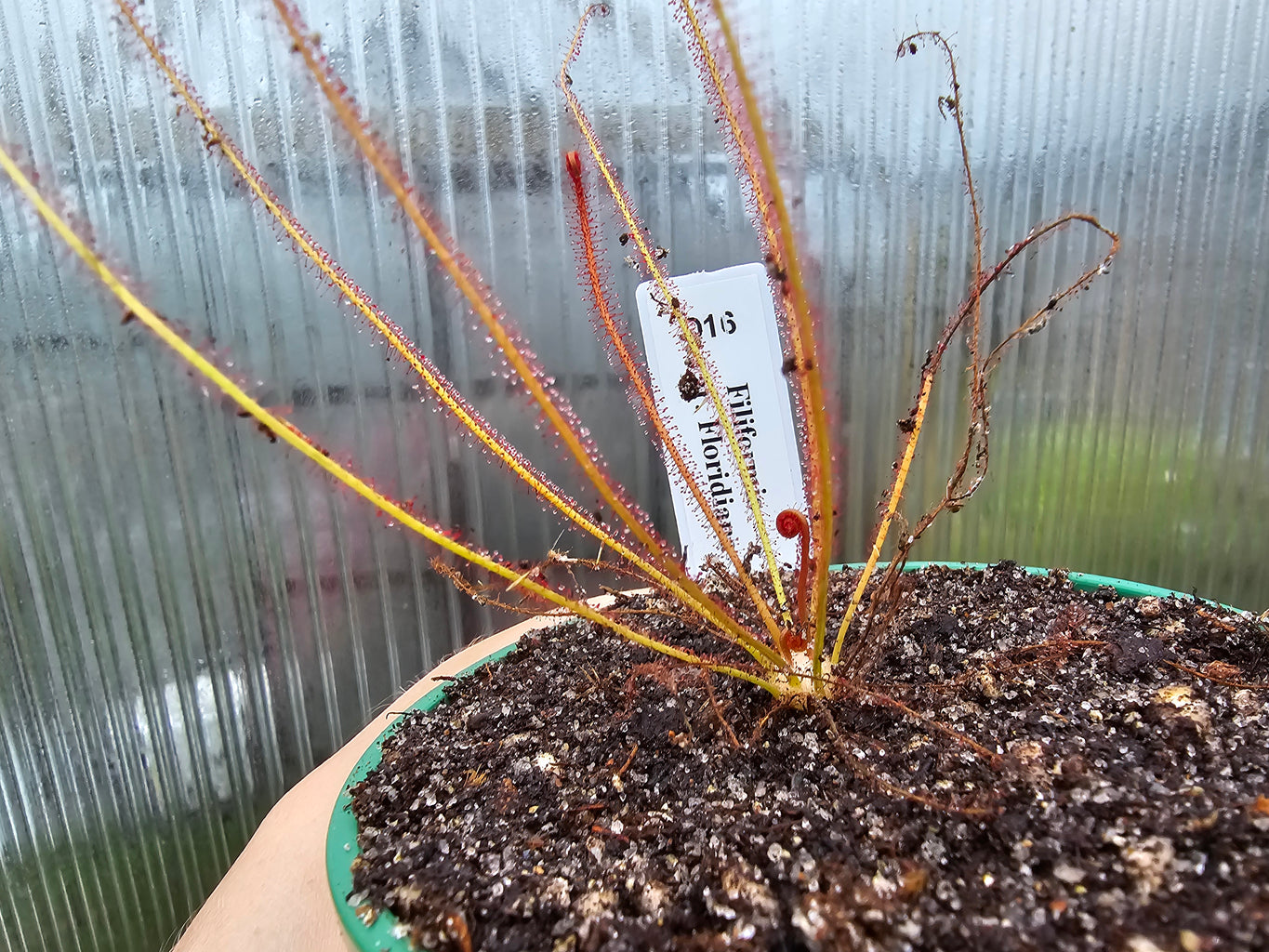 Drosera filiformis var. floridiana - Sundew