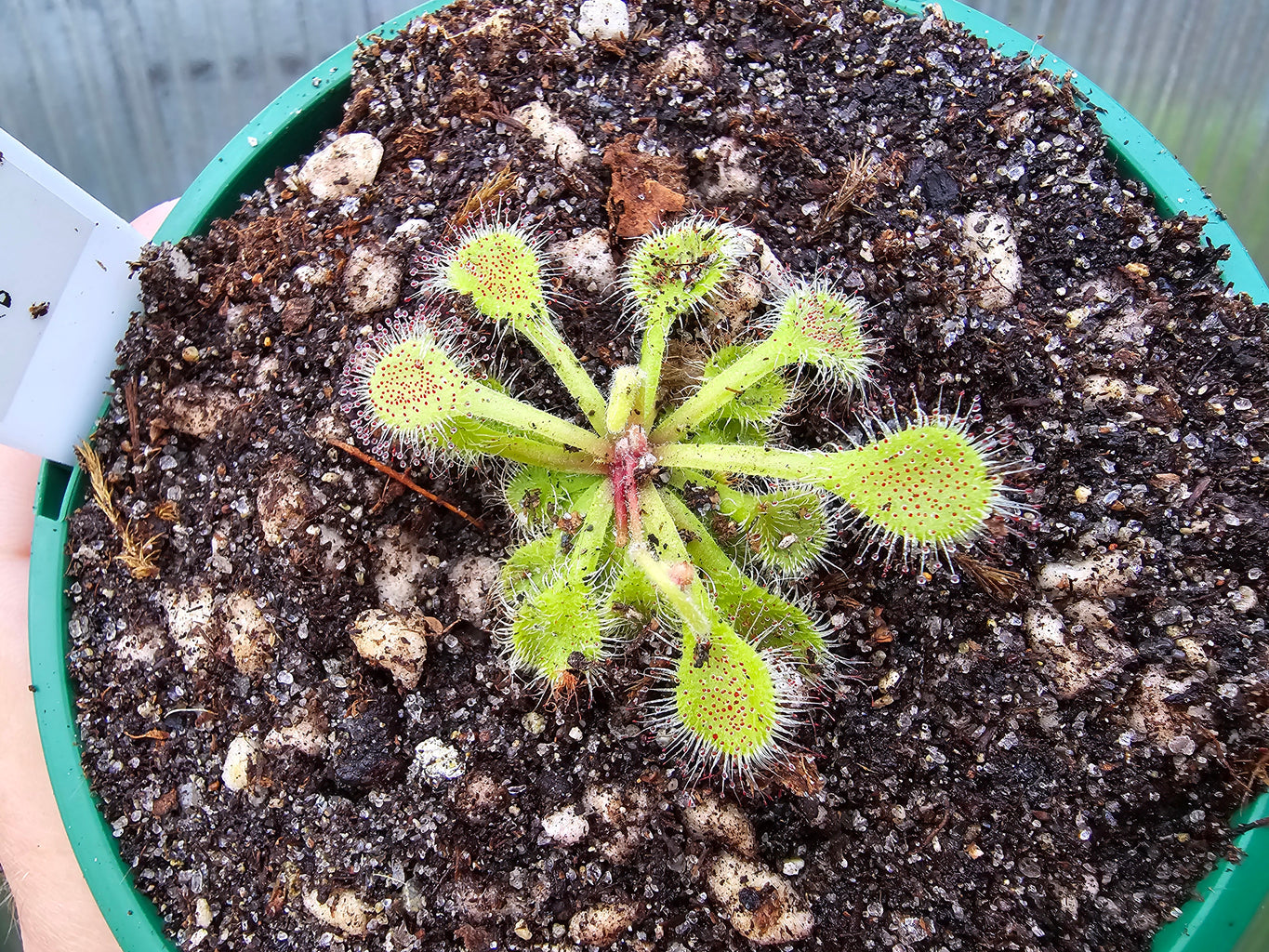 Drosera collinsiae - Collin's Sundew