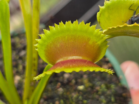 Dionaea muscipula 'Dentate' - Venus Fly Trap